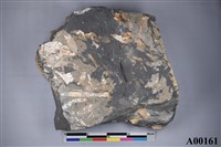 藏品(植物化石)的圖片